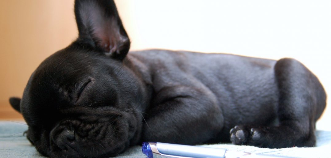 Uyuyan köpek