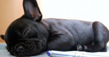Uyuyan köpek